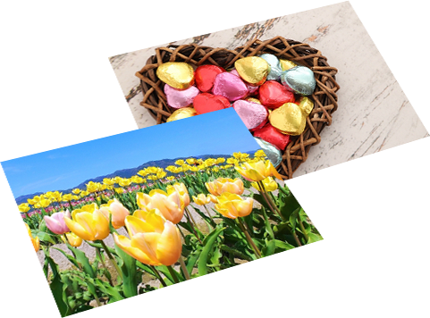 ビビッドピンク印刷